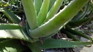 aloe-vera
